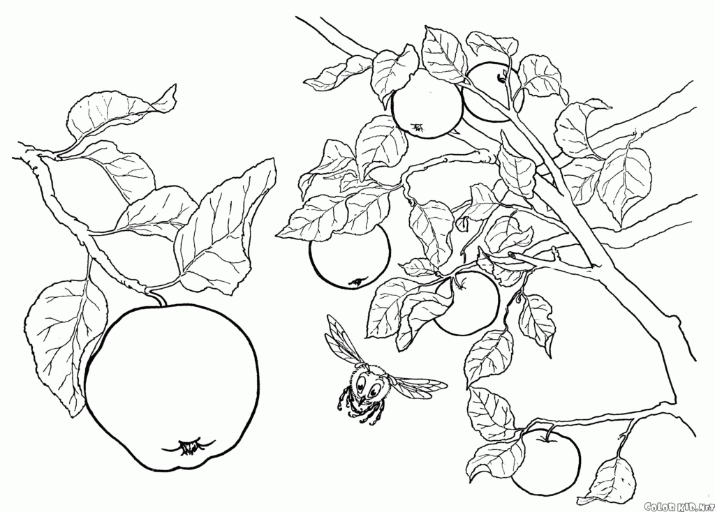 An apple tree branch with several apples, detailed leaves, and a small bee, drawn in black outlines for coloring.