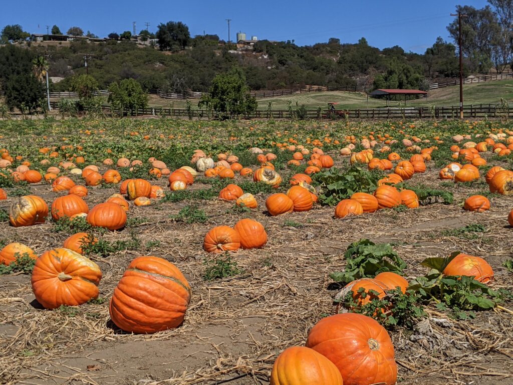 Rows of orange pumpkins lie across a dry farm field, with fences, trees, and a low hillside in the background.