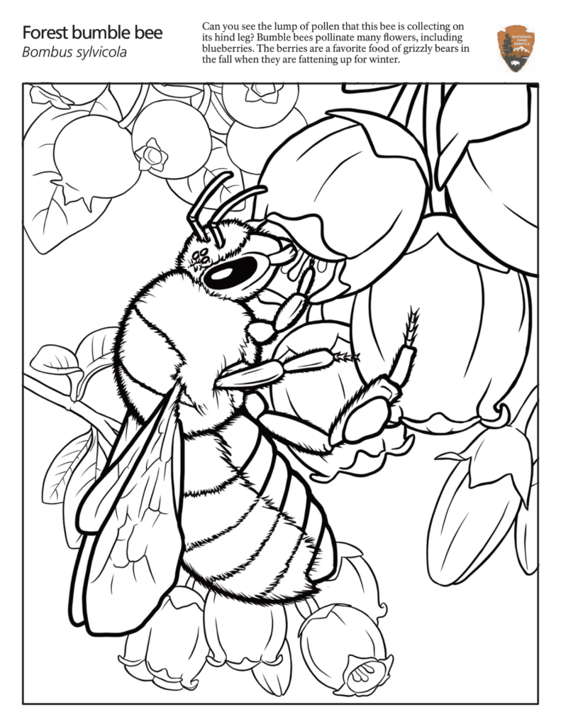 A large, fuzzy bumble bee with striped abdomen and veined wings gathers pollen from flowers and berries in a detailed black-and-white outline illustration.