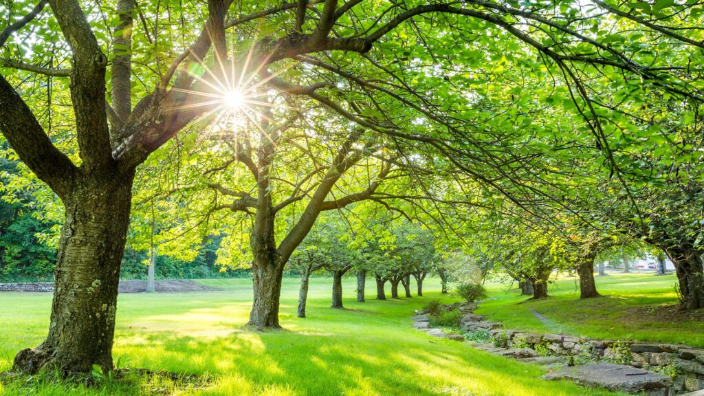 Sunlight streams through the leafy canopy of a tree-lined park, illuminating green grass and a small stone-edged path.