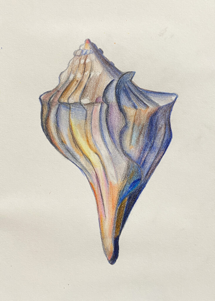 A large seashell drawn in colored pencil, with a pointed spiral tip, flared ridges, and blue, tan, orange, and purple shading.