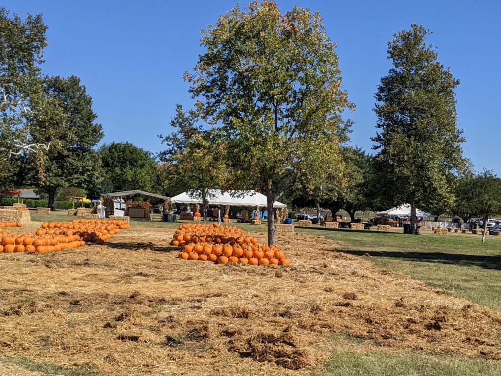 Rows of orange pumpkins sit on straw at an outdoor farm, with trees, tents, and a clear blue sky behind them.