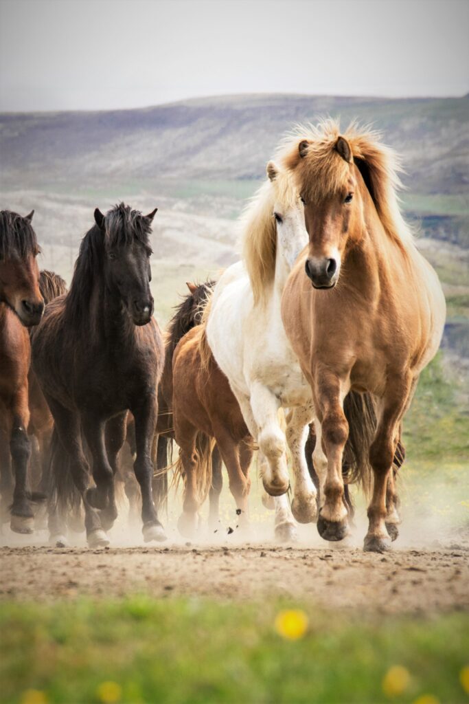 A group of brown, black, and white horses runs toward the camera, kicking up dust in a grassy landscape.