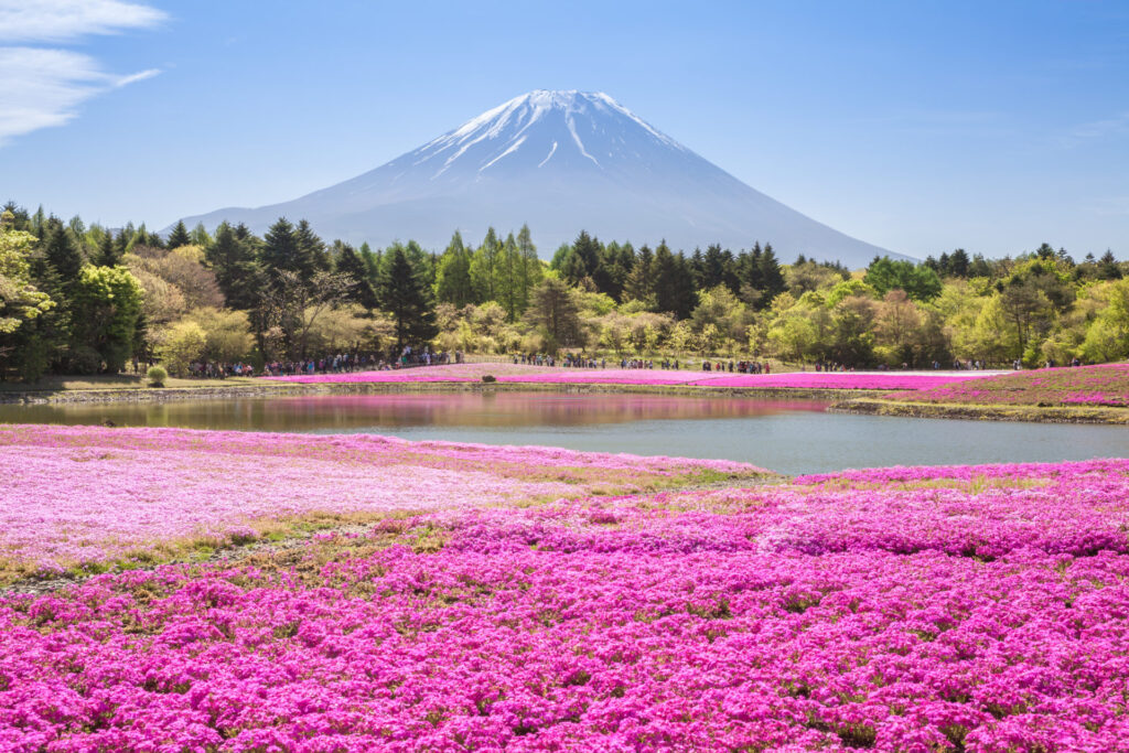 A broad field of vivid pink flowers surrounds a pond, with green trees and a snow-capped mountain beneath a clear blue sky.