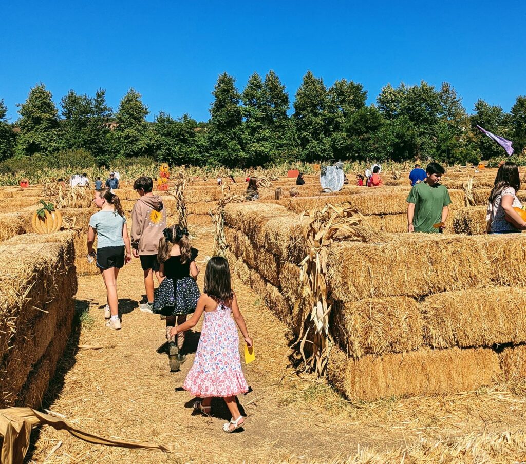 Visitors walk through a sunny farm maze made of hay bales, with pumpkins and dried corn stalks decorating the rows.