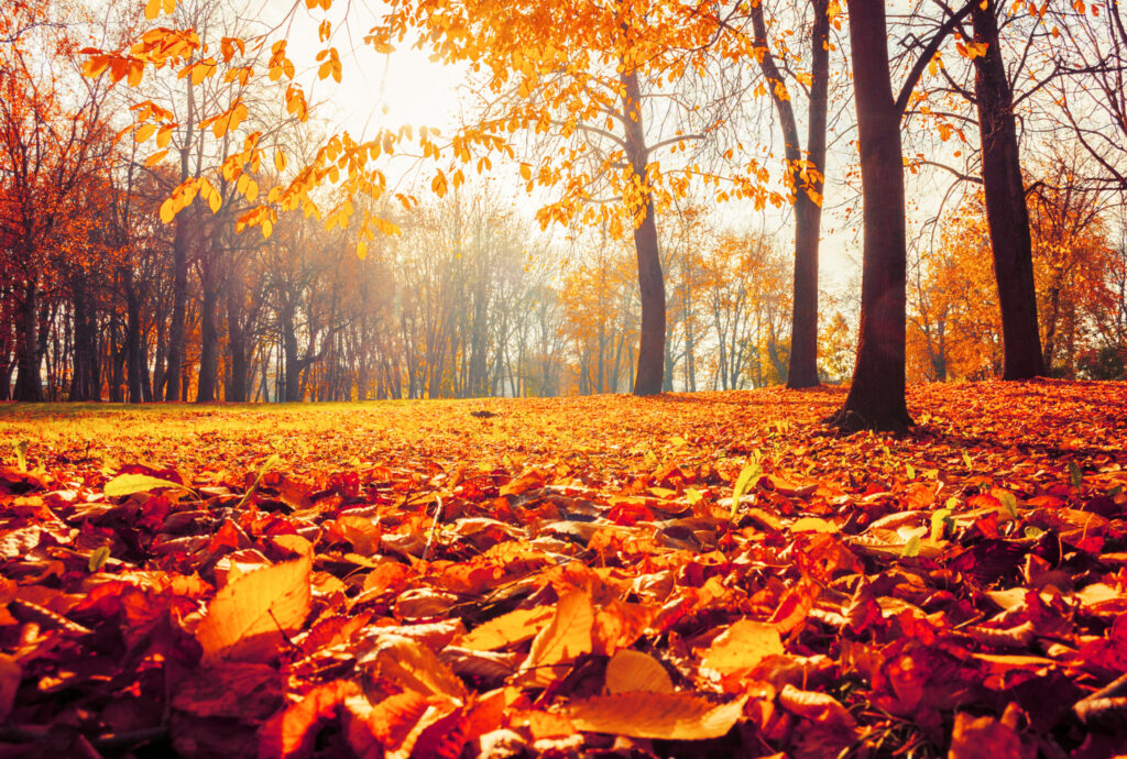 Sunlight filters through an autumn woodland, illuminating orange leaves on the trees and a thick carpet of fallen leaves.