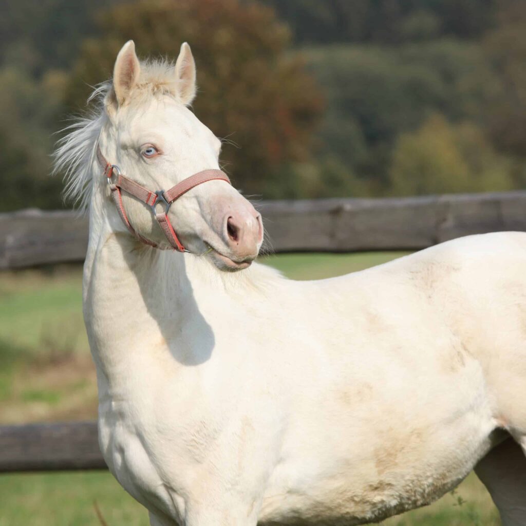 A white horse wearing a reddish halter stands in a grassy paddock, with a wooden fence and blurred trees behind it.