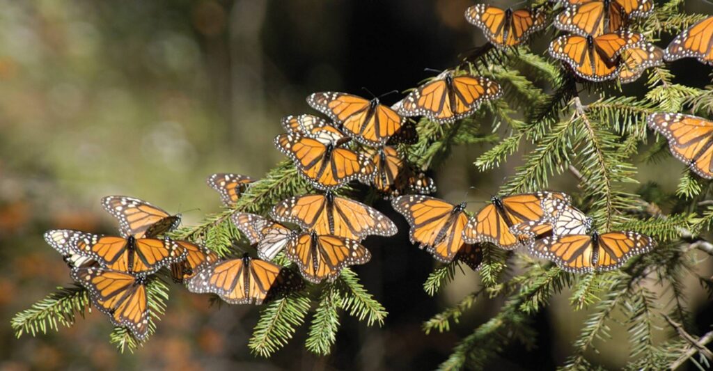 A cluster of orange-and-black monarch butterflies rests on evergreen branches against a softly blurred woodland background.