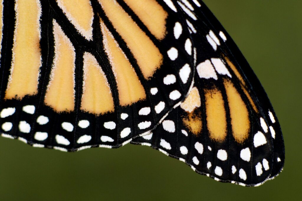 Close-up of a monarch butterfly wing, showing orange panels bordered by black veins and black margins dotted with white spots.