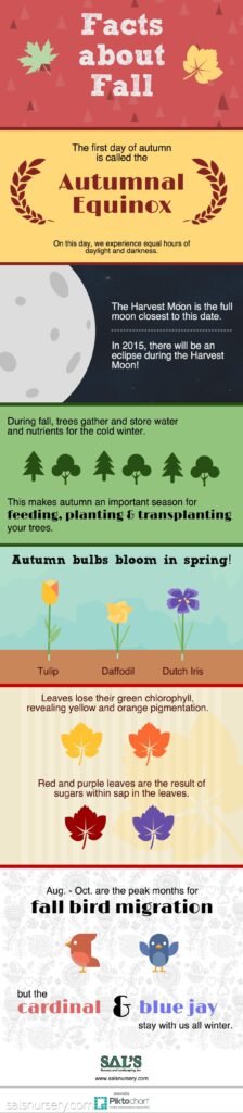 Autumn facts infographic with illustrated sections about the autumnal equinox, harvest moon, tree preparation, spring bulbs, leaf colors, and fall bird migration.