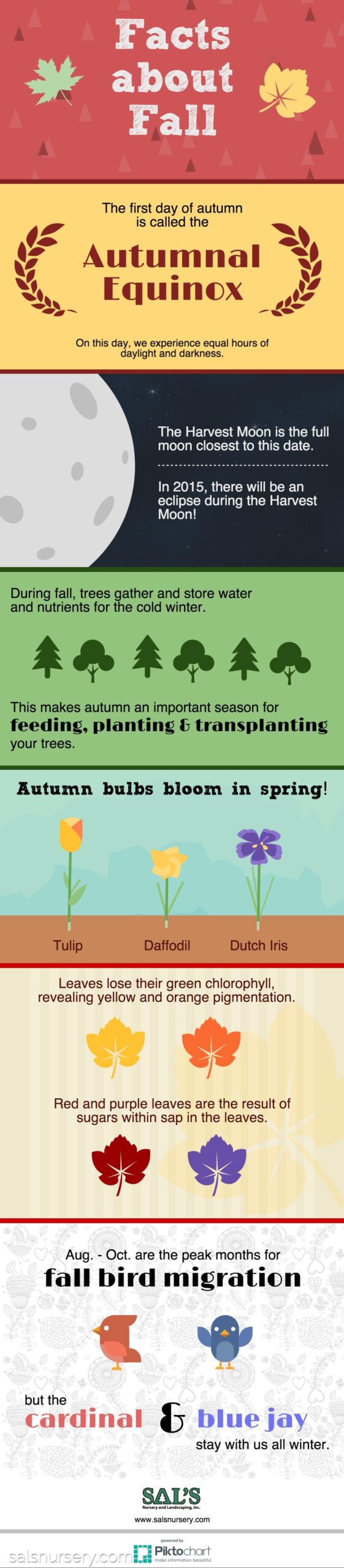 Autumn facts infographic with colorful sections about the equinox, harvest moon, tree preparation, spring bulbs, changing leaves, and bird migration.