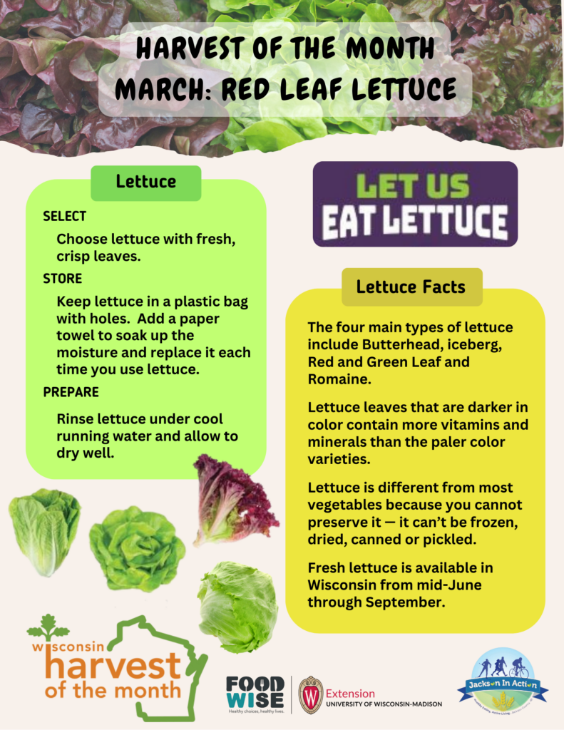 Educational poster about March’s red leaf lettuce harvest, with lettuce selection, storage and preparation tips, lettuce facts, and photos of several lettuce varieties.
