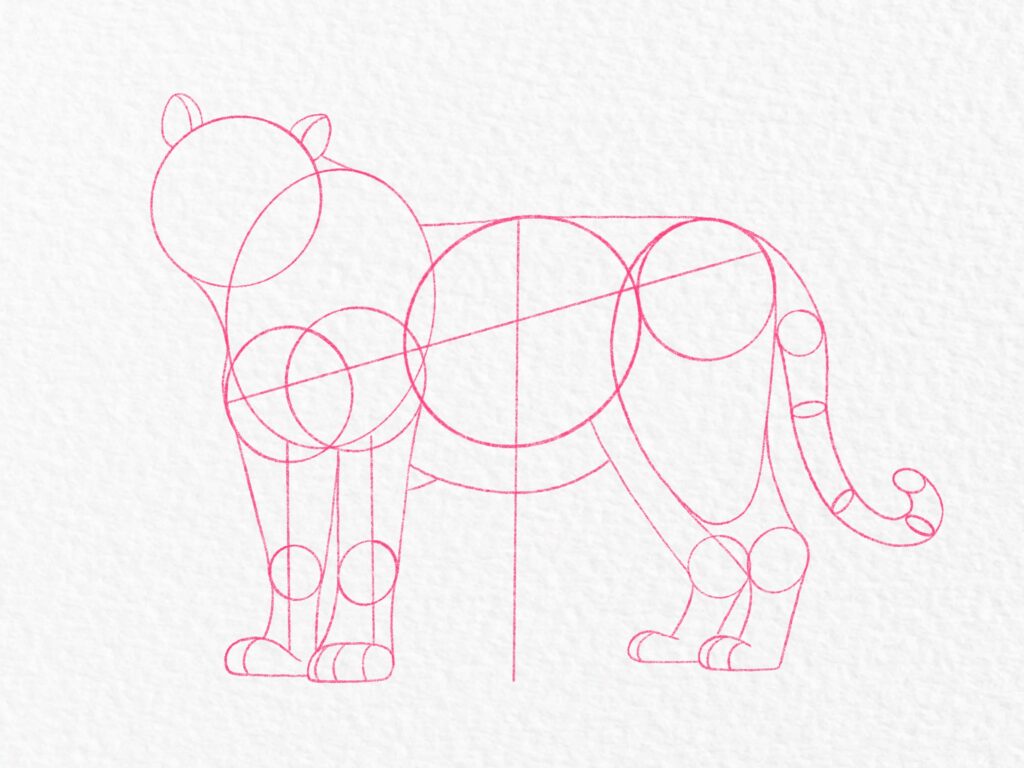 Pink line-art construction guide for drawing a tiger, with circles and curved shapes outlining its head, body, legs, and curled tail.