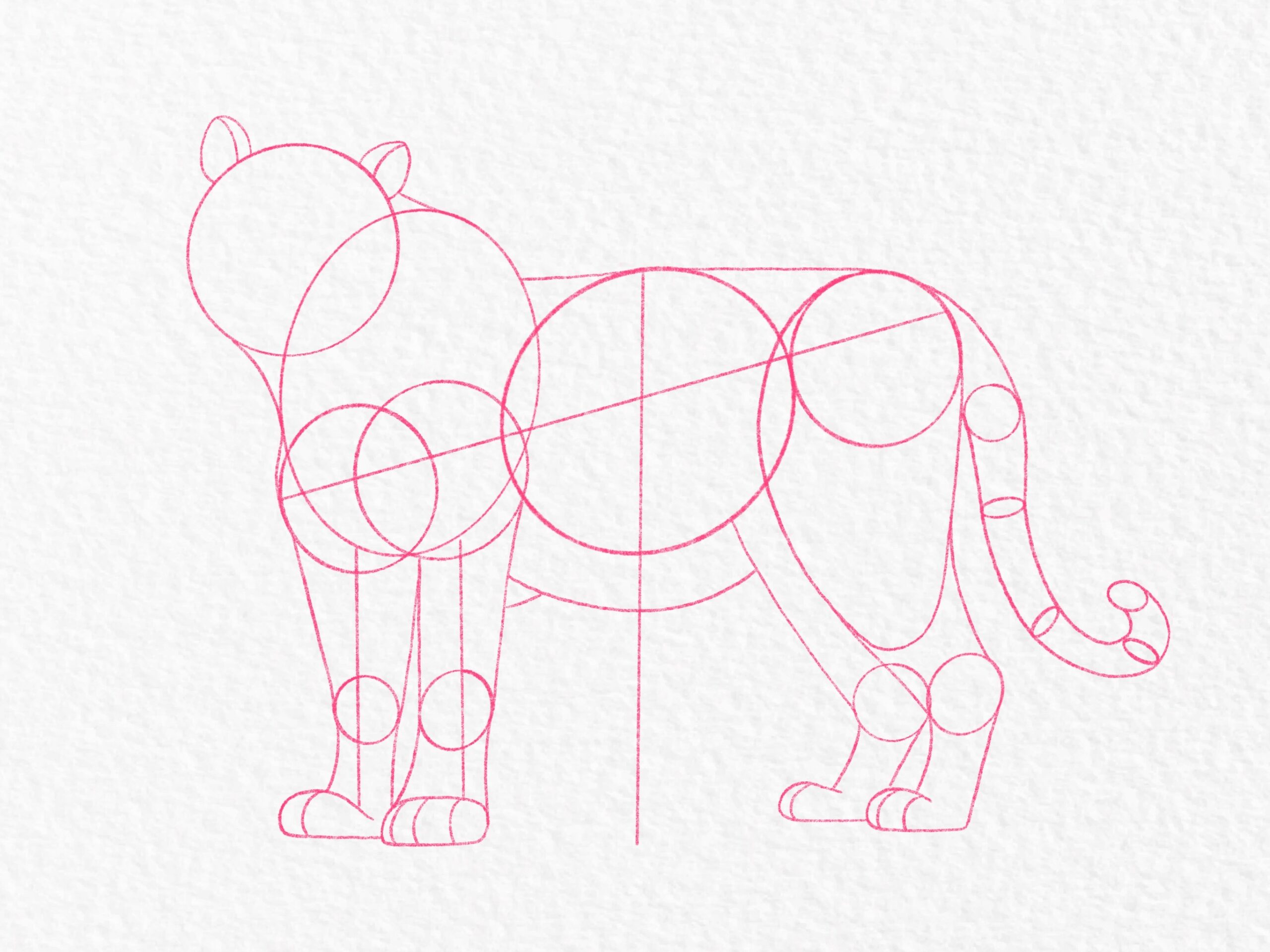 Pink line-art construction guide for drawing a tiger, with circles and curved shapes outlining its head, body, legs, and curled tail.