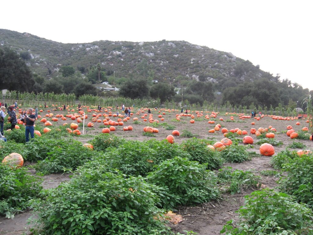 A broad pumpkin field with visitors walking among scattered orange pumpkins, leafy plants in the foreground, and scrub-covered hills behind.