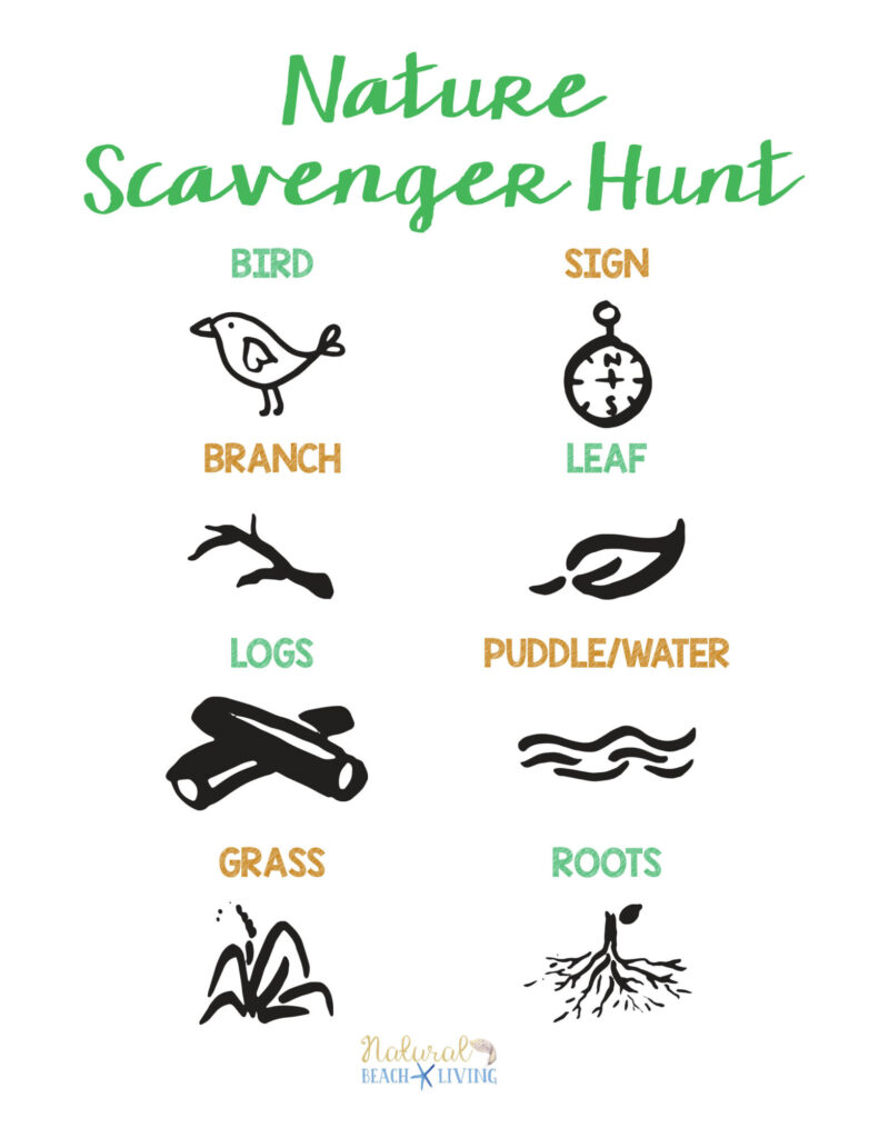 A nature scavenger hunt worksheet with labeled drawings of a bird, sign, branch, leaf, logs, puddle or water, grass, and roots.