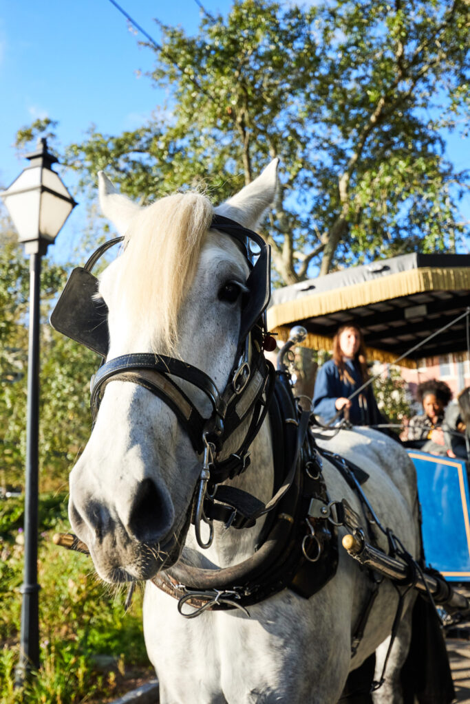 Close-up of a white horse wearing a dark carriage harness, with a driver and carriage visible behind it.