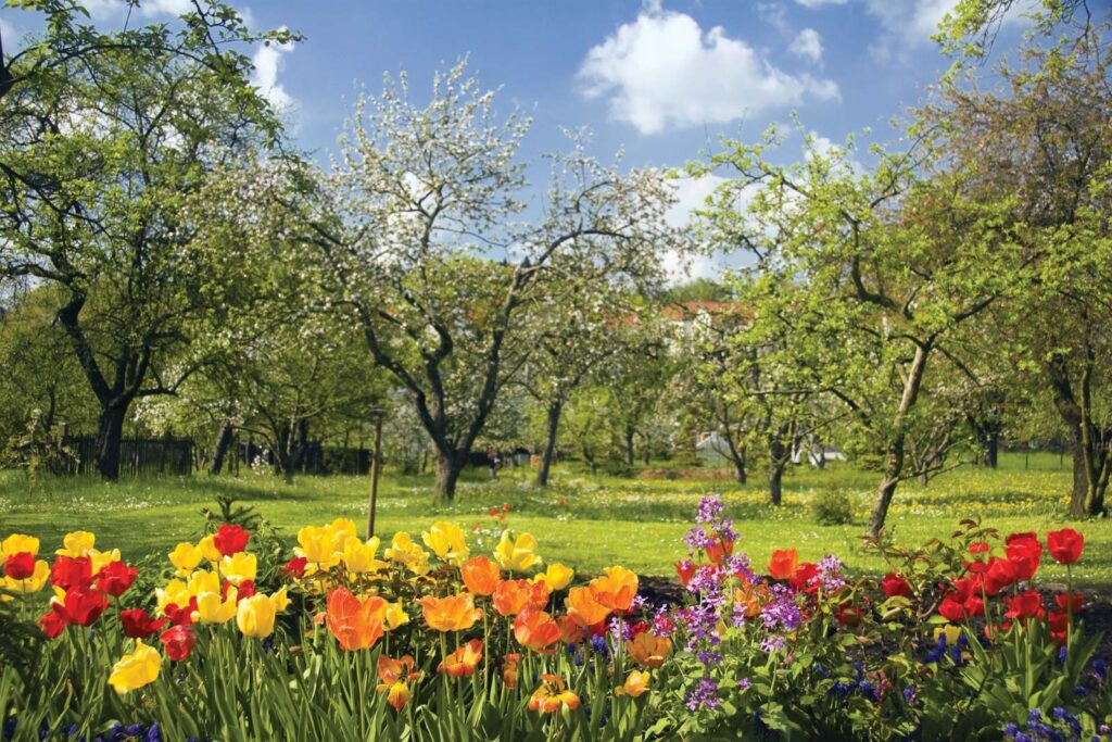 A sunny spring garden with flowering trees and colorful tulips and other flowers beneath a blue, cloud-dotted sky.