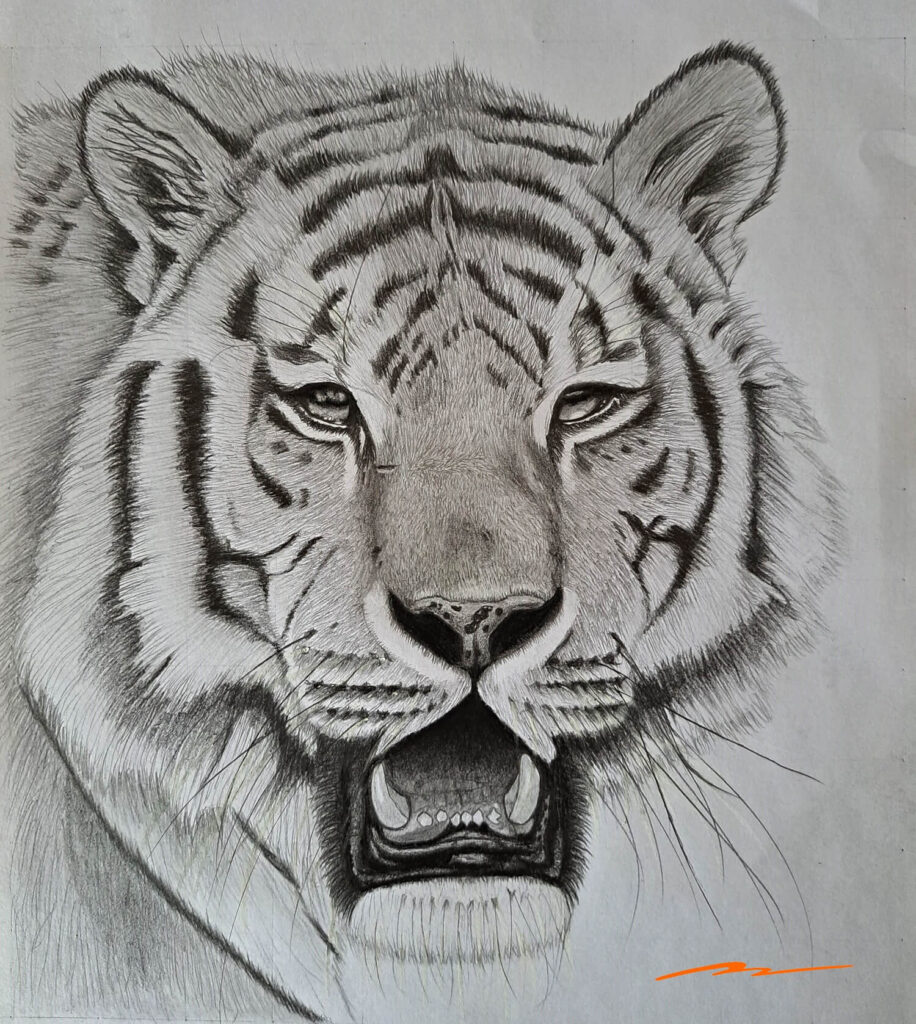 A detailed pencil drawing of a tiger’s face, shown head-on with striped fur, whiskers, and an open mouth.