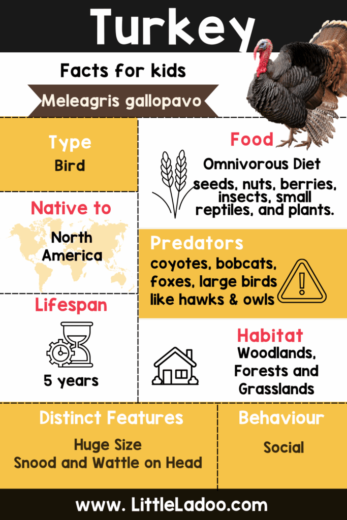 A colorful turkey facts infographic with a turkey image and sections on its type, food, native region, predators, lifespan, habitat, features, and behavior.