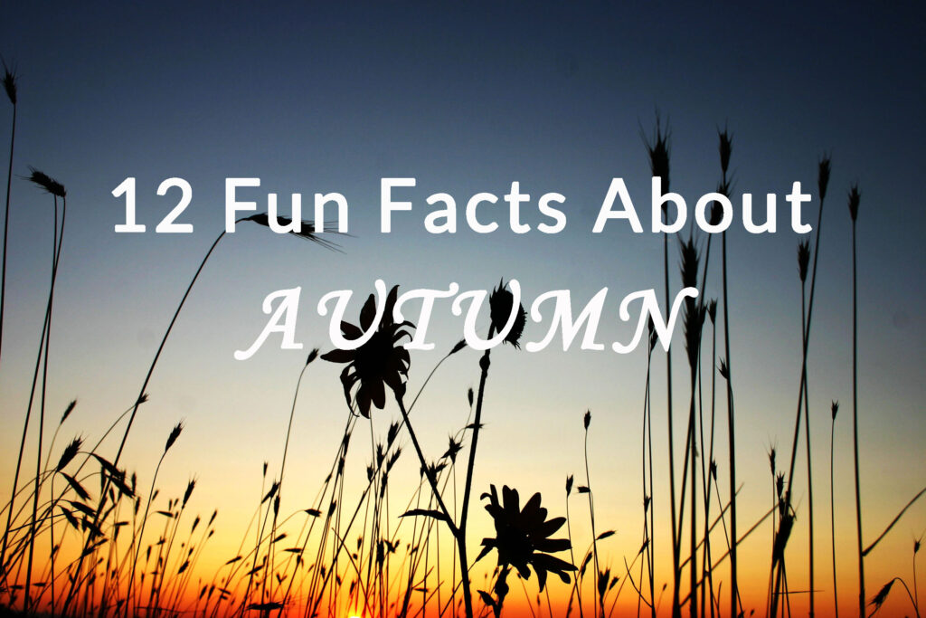 Silhouetted wild grasses and flowers against a sunset sky, overlaid with the title “12 Fun Facts About Autumn.”.