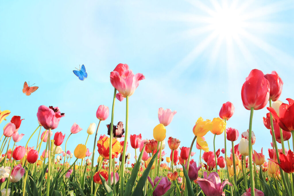 Colorful tulips fill a field beneath a bright blue sky, with two butterflies flying above.