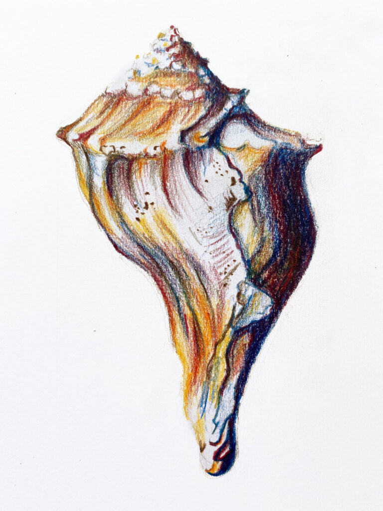 A large spiral seashell drawn in colored pencil, with layered ridges and bands of red, orange, yellow, blue, and brown.
