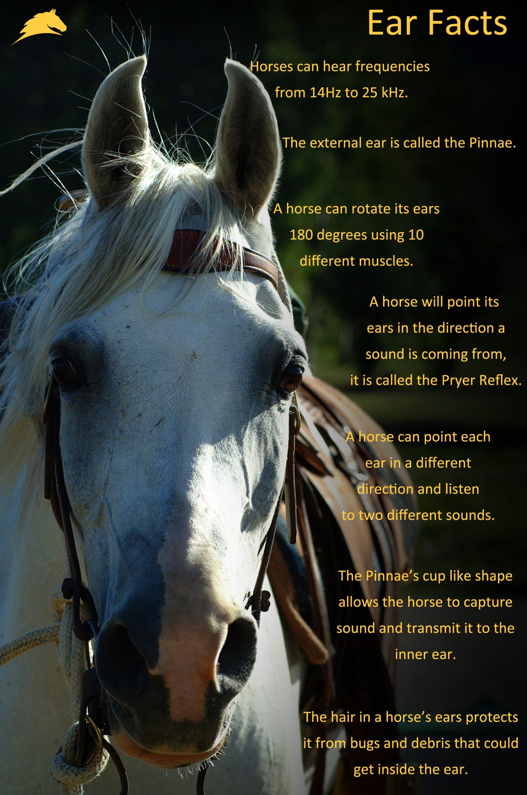 An infographic titled “Ear Facts” shows a close-up of a white horse and explains its hearing range, ear movement, sound direction, and ear hair.