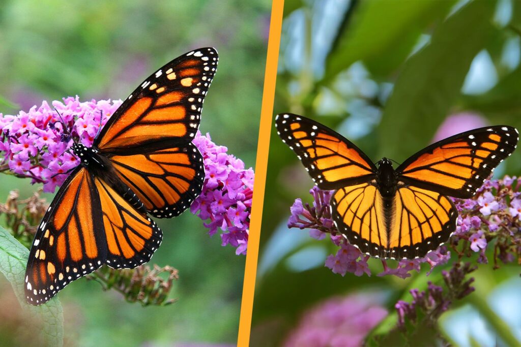 Two orange-and-black monarch butterflies perch on clusters of purple flowers, shown from different angles against green foliage.