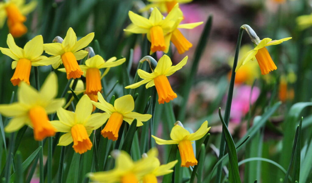 A cluster of yellow daffodils with orange trumpet-shaped centers blooms among tall green leaves.