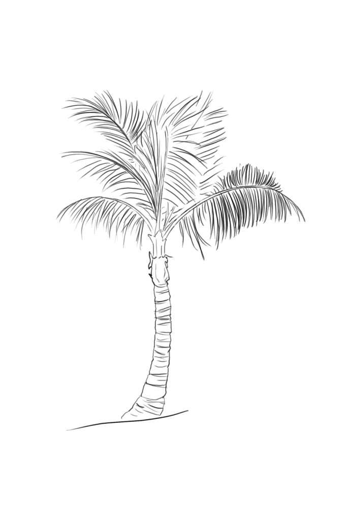 Black-and-white line drawing of a palm tree with a tall, slightly curved trunk and several spreading, feathery fronds.
