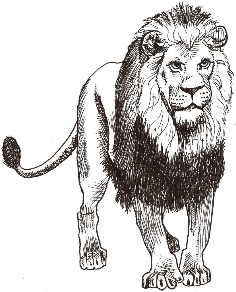 Detailed black-and-white line drawing of a standing male lion, with a large mane, facial features, and a curved tail.