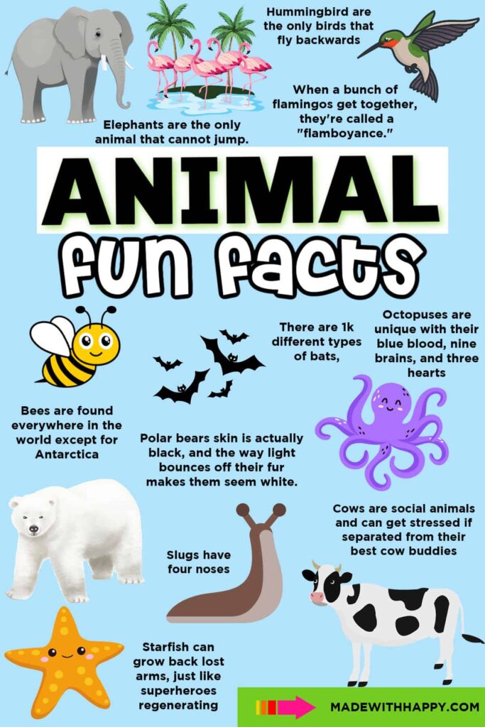 A blue “Animal Fun Facts” infographic for kids with cartoon animal illustrations and short facts about elephants, hummingbirds, flamingos, bees, bats, octopuses, polar bears, slugs, cows, and starfish.
