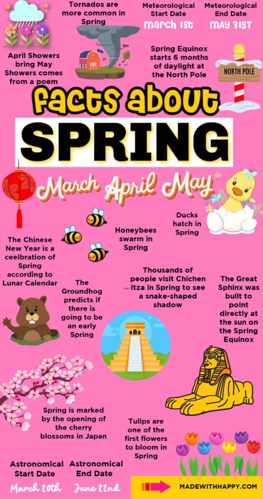 Pink spring infographic with a large “Facts About Spring” title, seasonal dates, and illustrations of rain, a tornado, bees, a hatching duck, a groundhog, cherry blossoms, tulips, and the Sphinx.