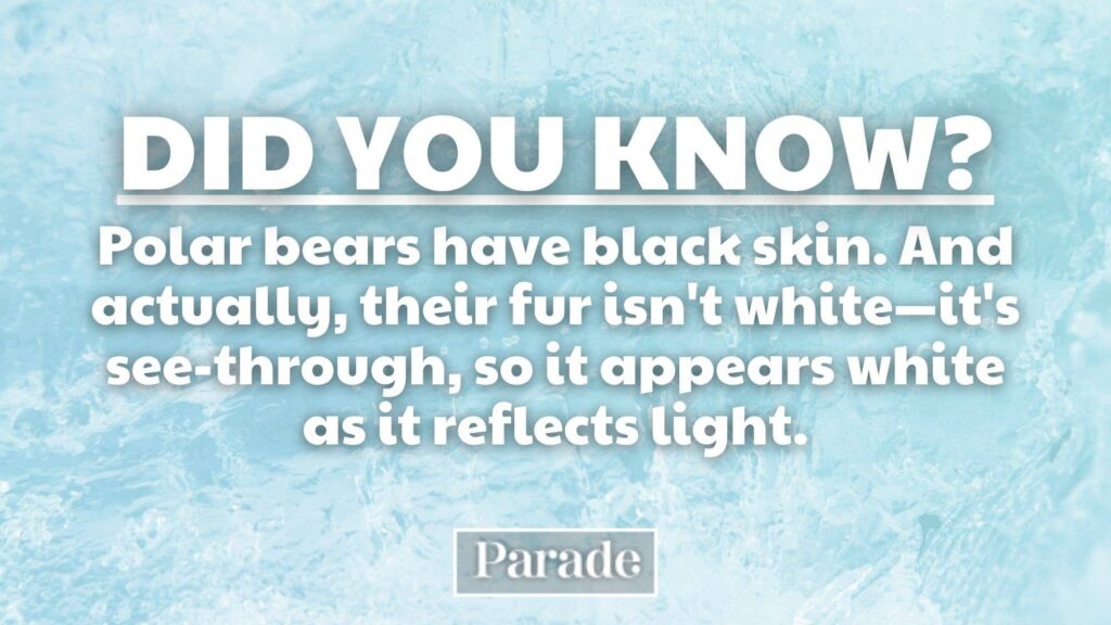 A blue icy-textured fact graphic says polar bears have black skin and translucent fur that appears white by reflecting light.