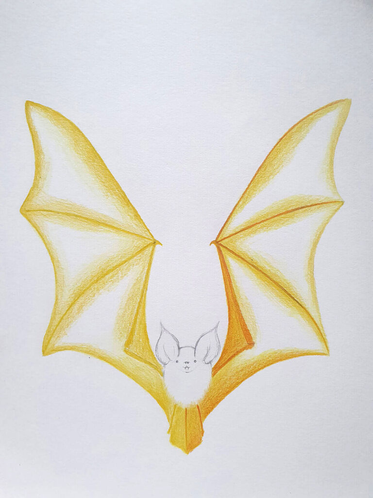 A pencil-and-colored-pencil drawing of a bat facing forward, with large golden-yellow wings spread wide.