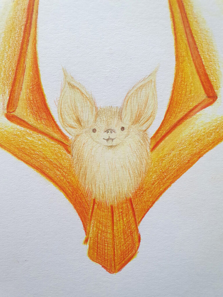 A colored-pencil drawing of a small, furry bat with large pointed ears and broad orange wings spread against a light background.
