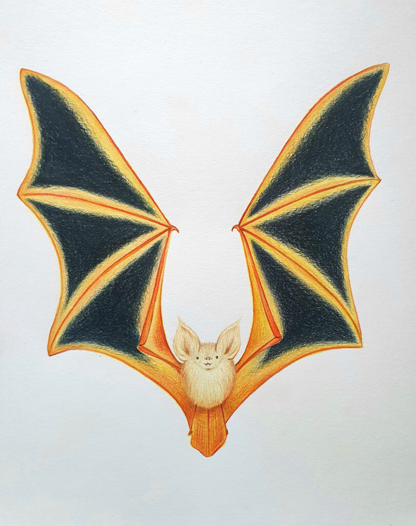 Colored-pencil illustration of a small bat facing forward with large spread wings, dark membranes, and orange-yellow outlines.