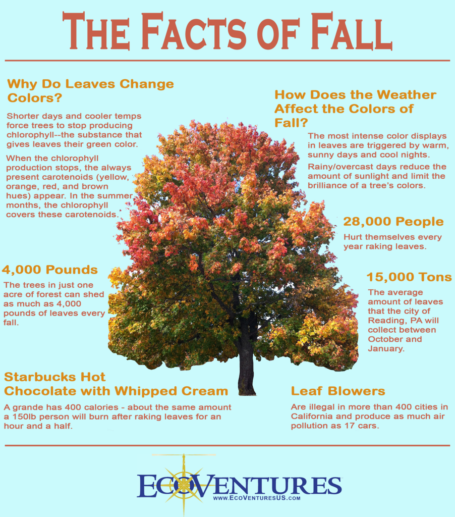 Fall facts infographic with a large autumn tree and text about leaf color changes, weather, fallen leaves, and leaf blowers.