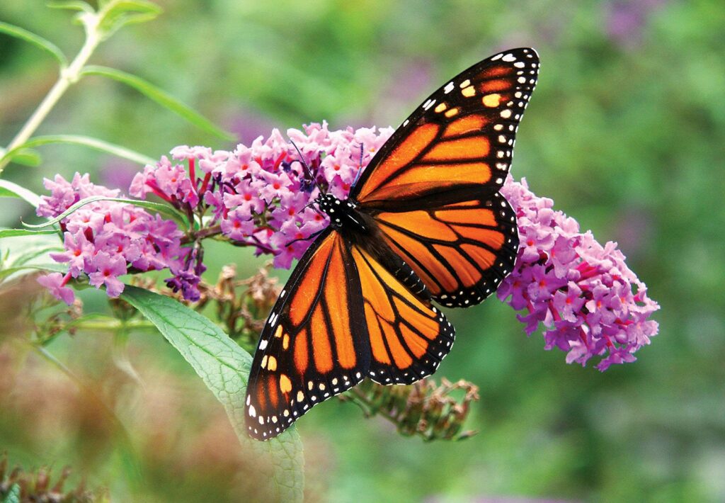 A monarch butterfly with orange-and-black patterned wings rests on clusters of pink flowers.