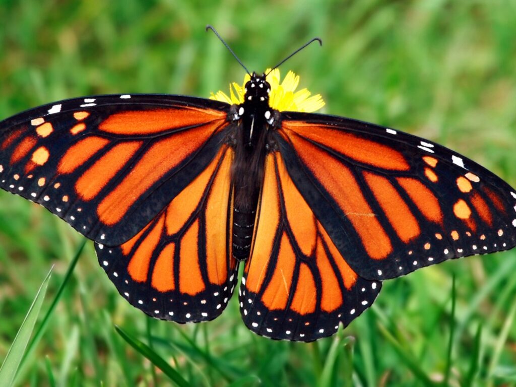 An orange-and-black monarch butterfly spreads its wings while perched on a yellow flower against a softly blurred green background.