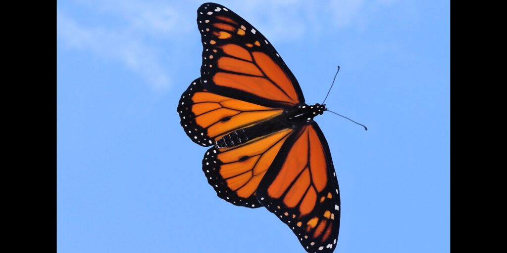 A monarch butterfly with orange wings edged in black and white spots against a blue sky.