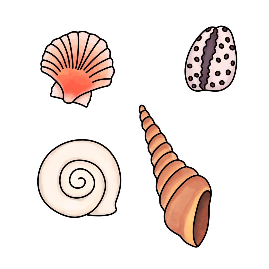 Four colored shell illustrations on a white background: a fan-shaped shell, a spotted oval shell, a spiral shell, and a long ridged conch.