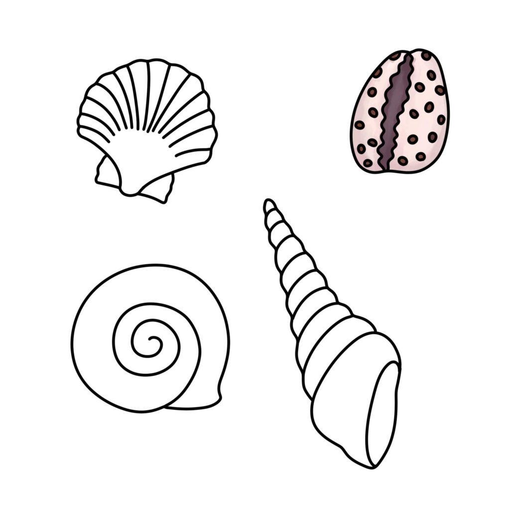 Three shell illustrations: a scallop shell and spiral shells, with one shell colored pale pink and dotted.
