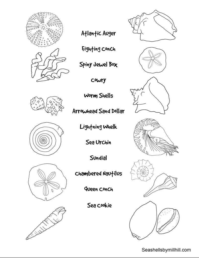 A labeled seashell coloring page with outline drawings of various shells, sand dollars, and a sea urchin.