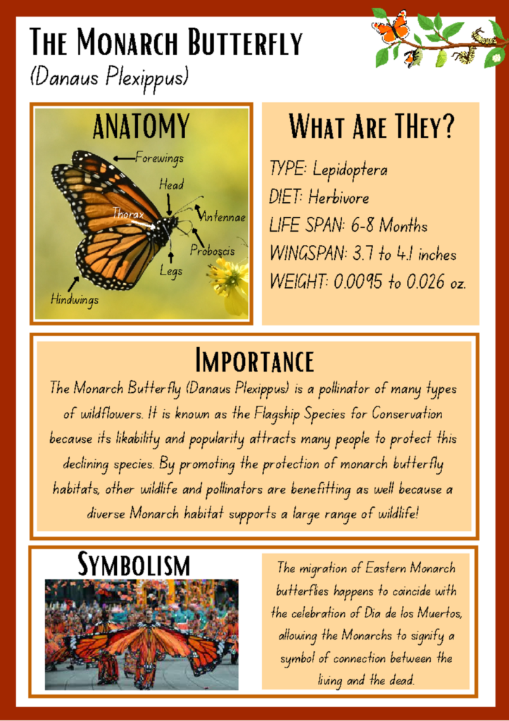An educational infographic about monarch butterflies, with a labeled anatomy photo, a facts panel, and sections on their ecological importance and symbolism.
