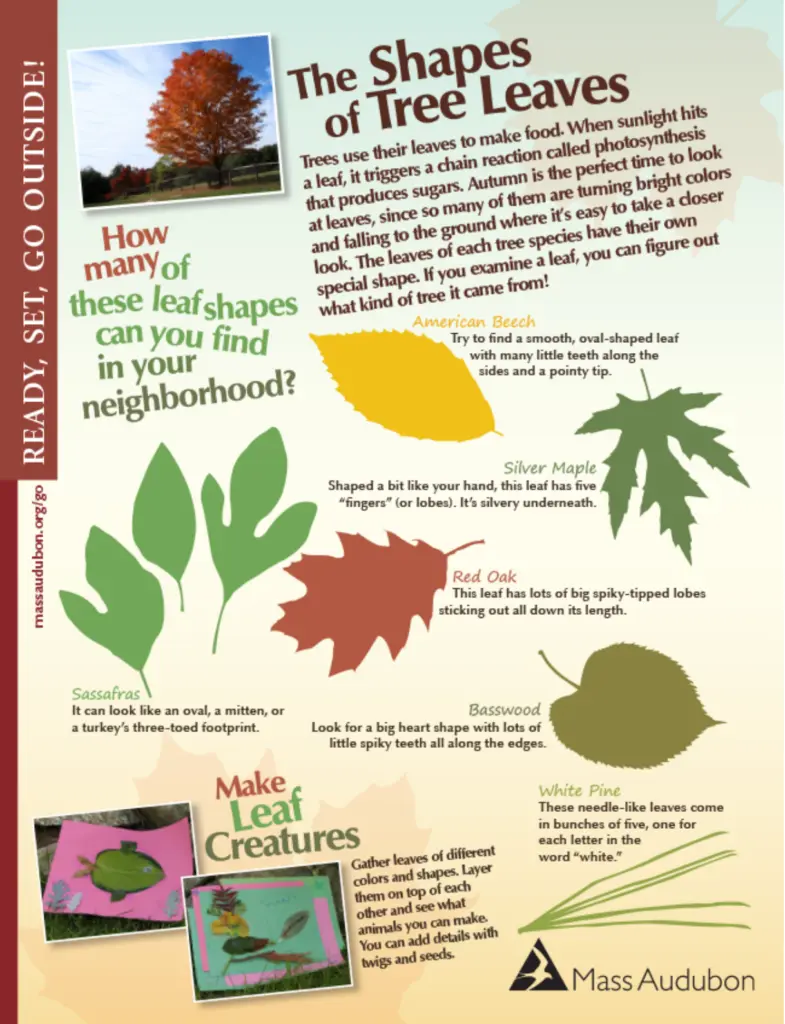 Educational poster titled “The Shapes of Tree Leaves,” explaining autumn leaf changes and showing labeled illustrations of American beech, silver maple, sassafras, red oak, basswood, and white pine leaves.