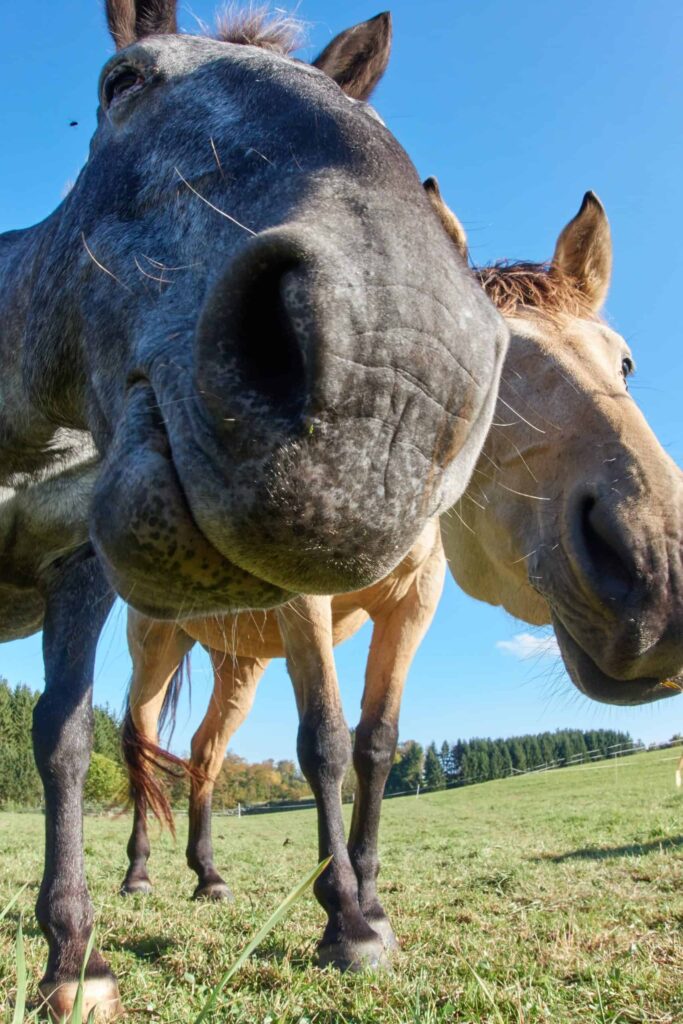 Two horses stand in a grassy field under a clear blue sky, with one horse’s muzzle very close to the camera.